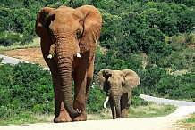 Lourde opération pour déplacer une dizaine d'éléphants en Côte d'Ivoire